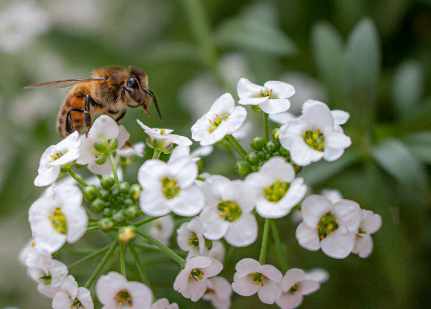 CSU’s AI tutoring system shapes future of pollinator conservation